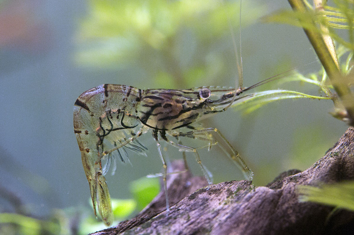 Caridina sp