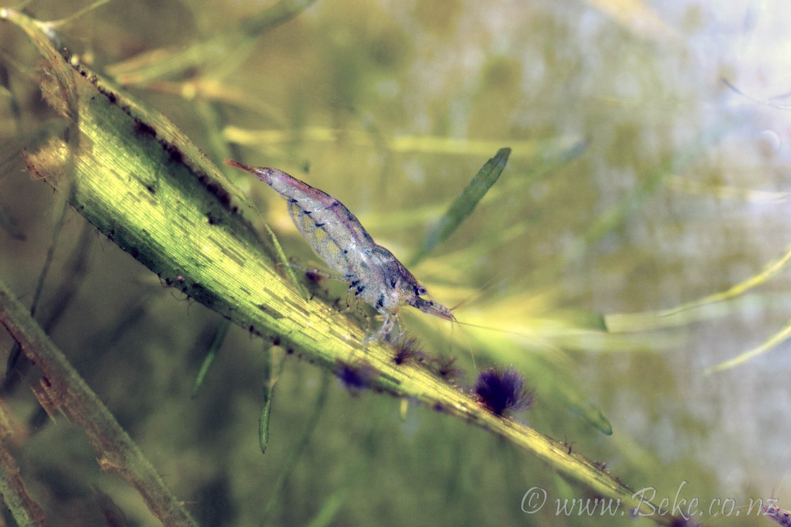 Caridina sp.