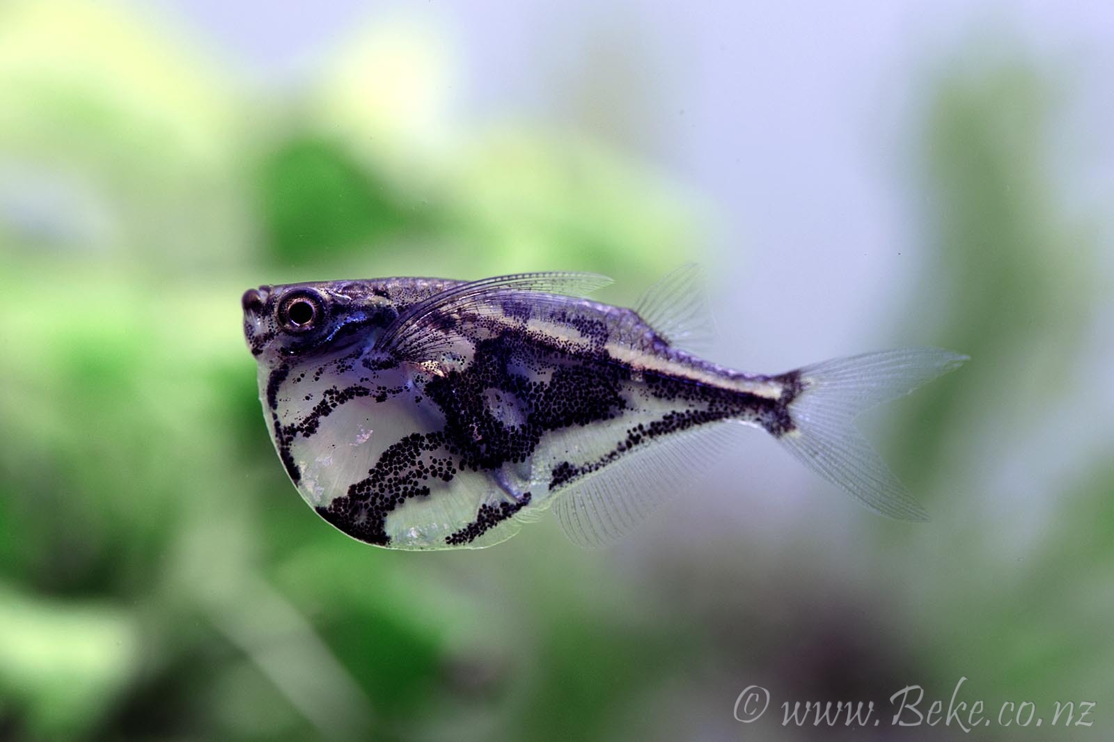 Carnegiella strigata