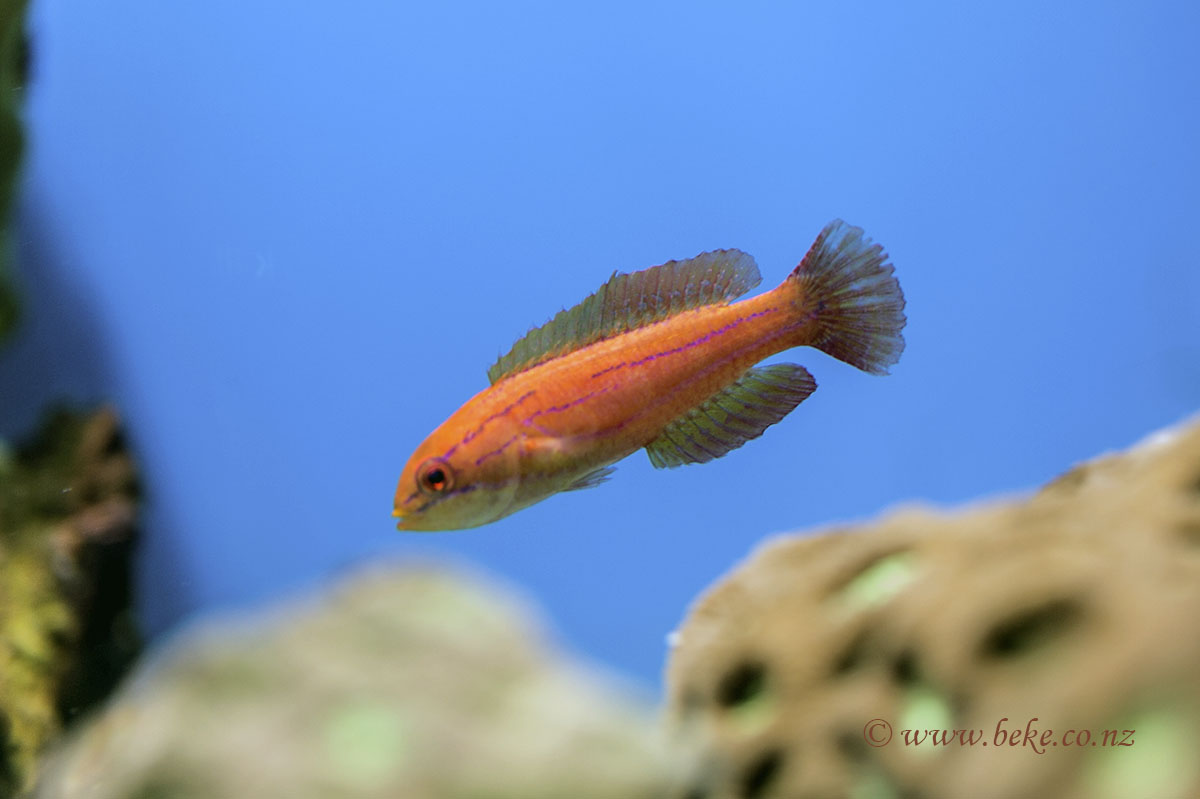 Carpenter's Wrasse