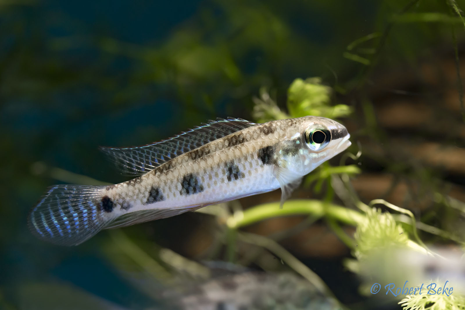 Checkerboard Cichlid - Dicrossus maculatus