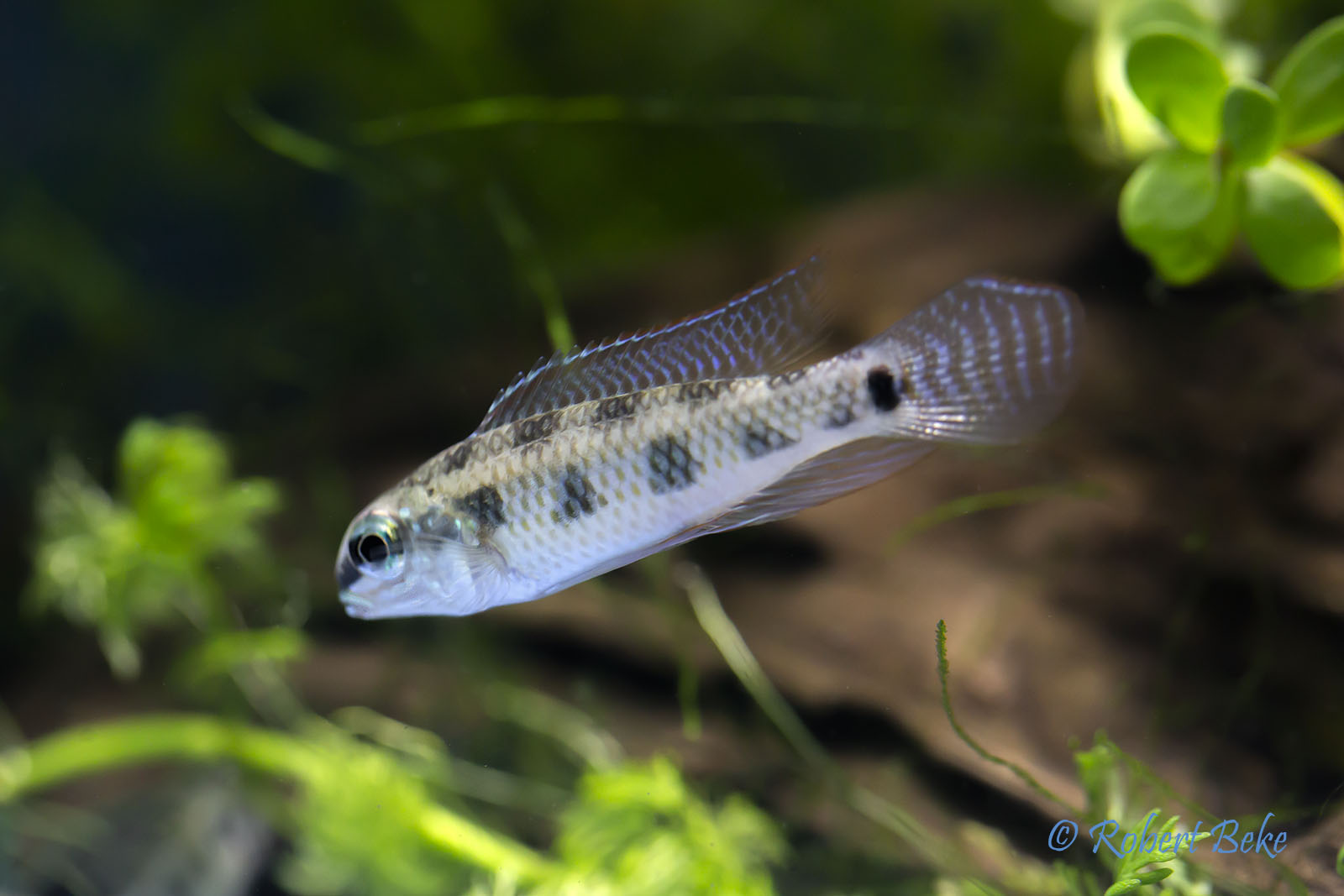 Checkerboard Cichlid - Dicrossus maculatus