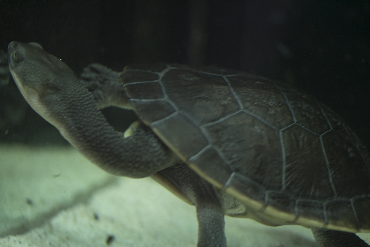 chelodina longicollis (zmijovrata kornjaca)