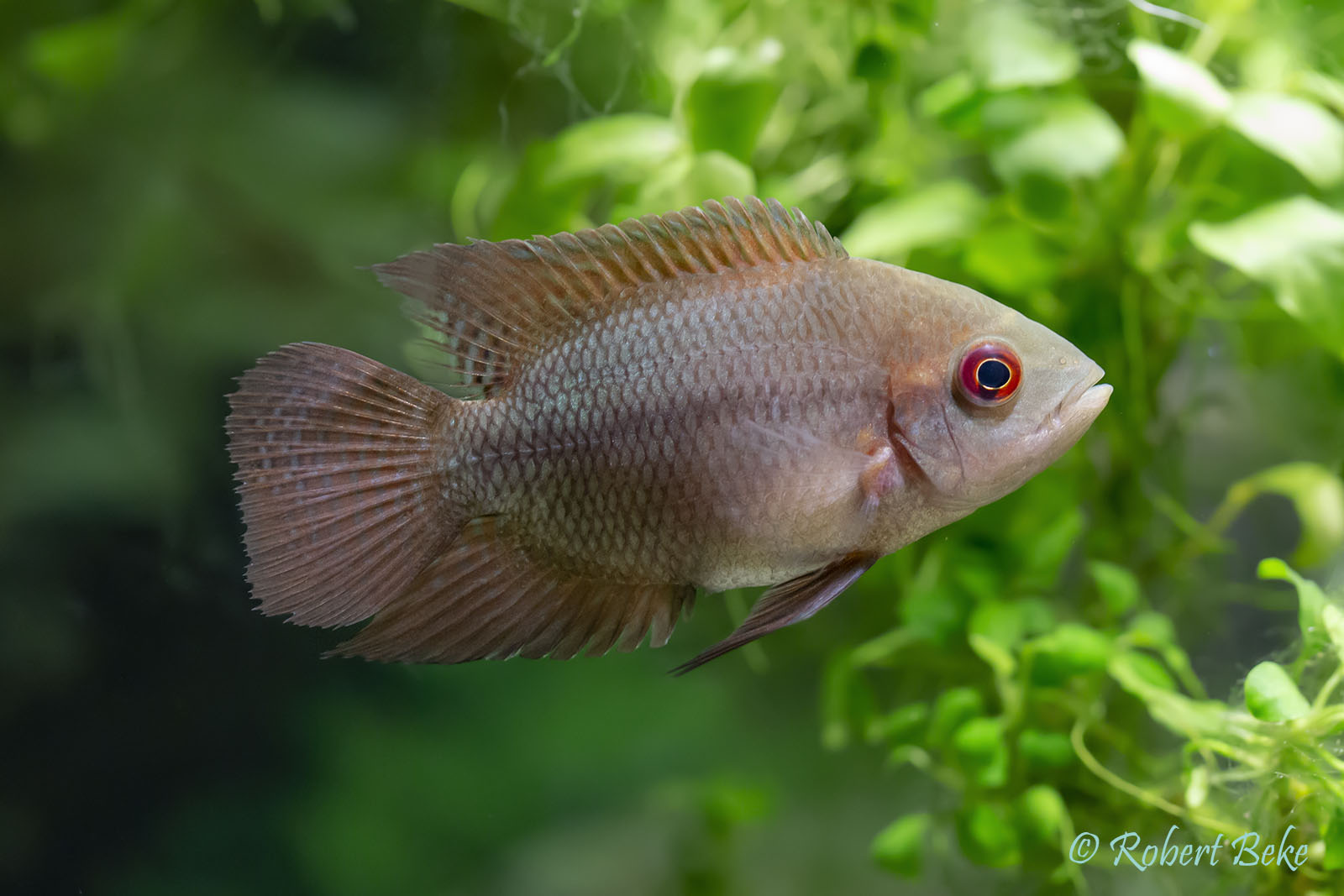 Chocolate cichlids - Hypselecara temporalis