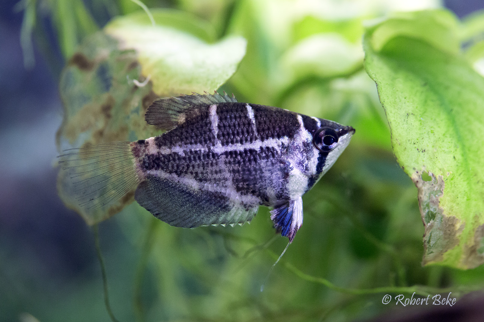 Chocolate gourami - Sphaerichthys osphromenoides