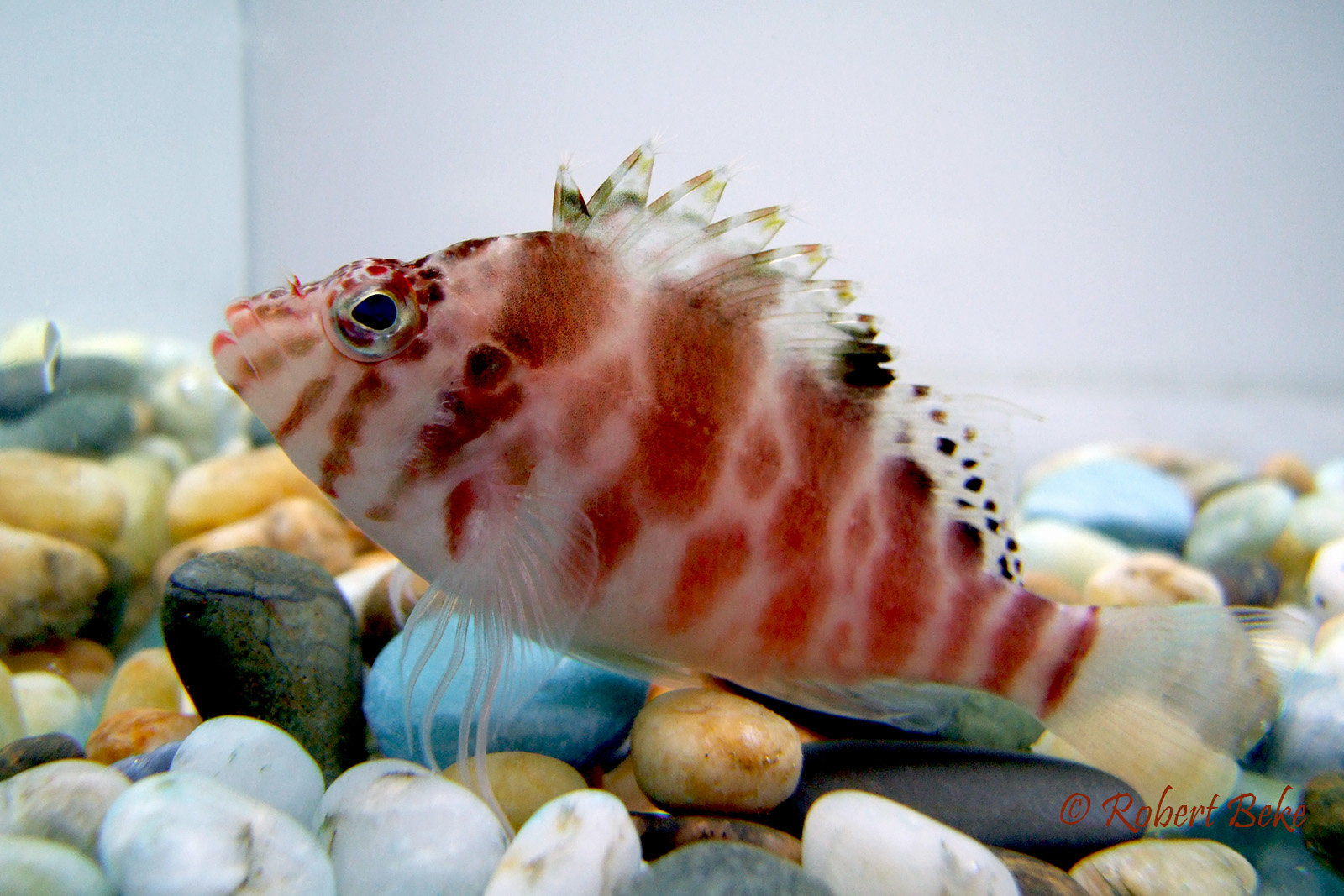 Cirrhitichthys aprinus - Blotched Hawkfish