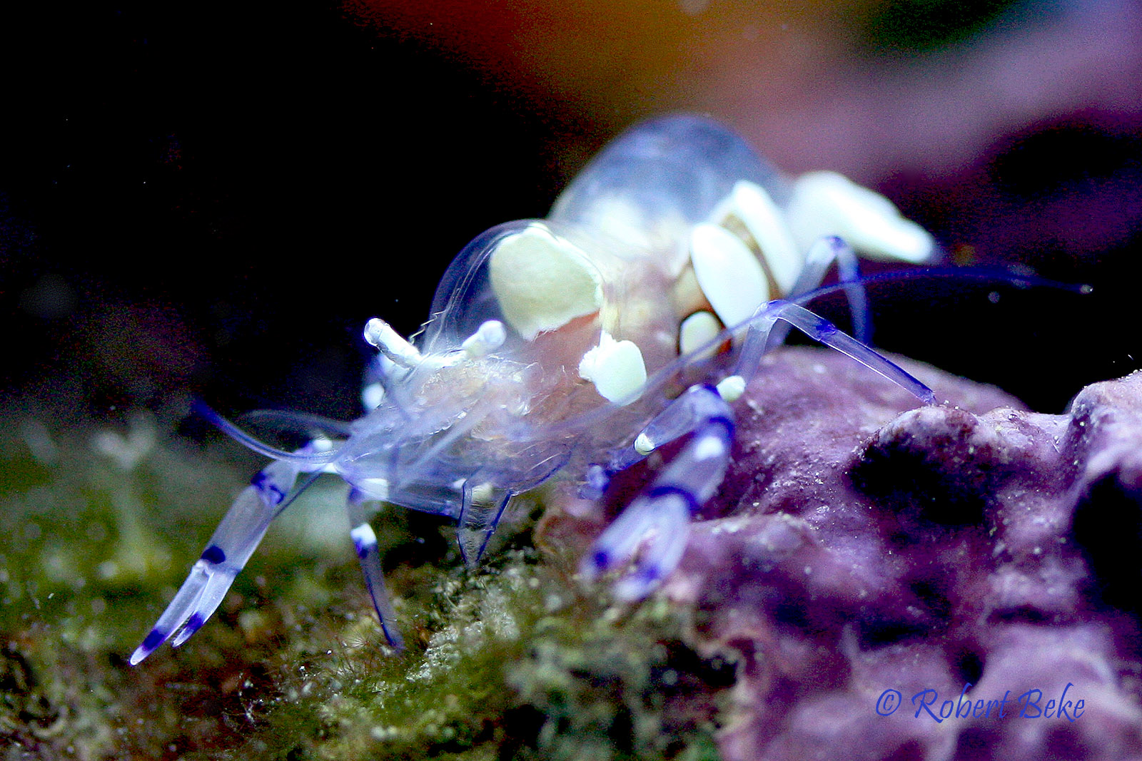 Clown Anemone Shrimp - Periclimenes brevicarpalis