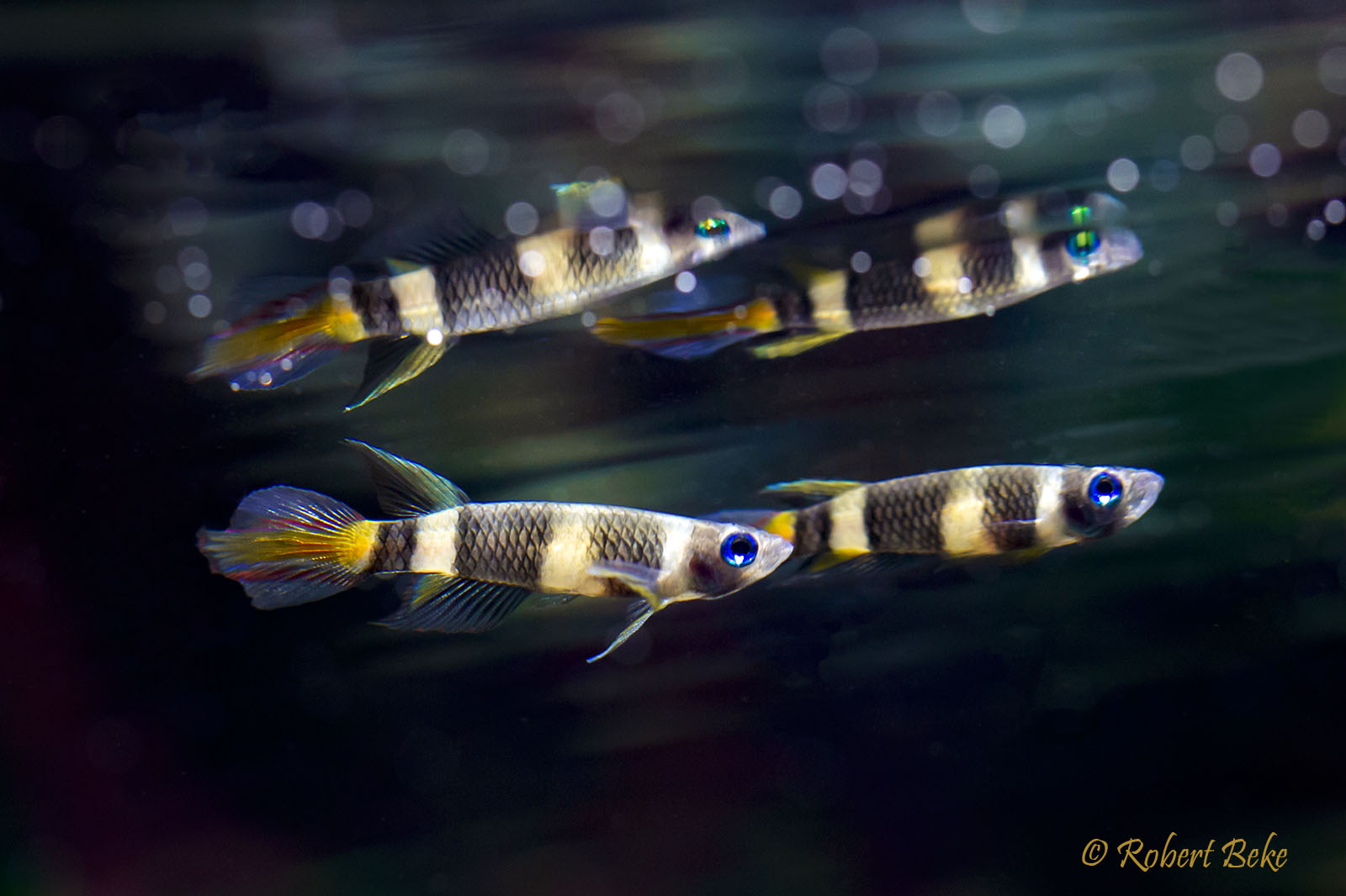 Clown Killifish - Epiplatys annulatus