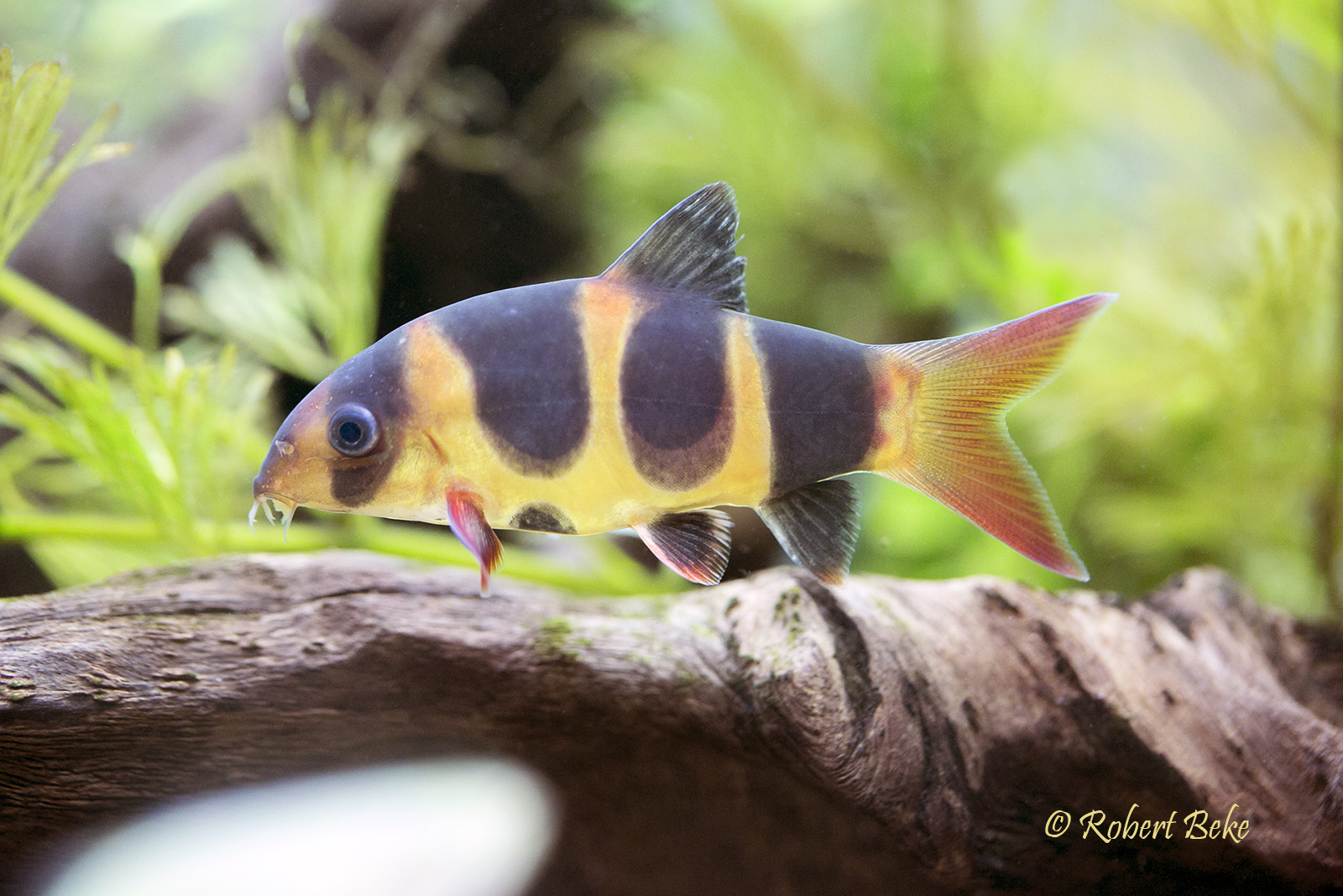 Clown loach