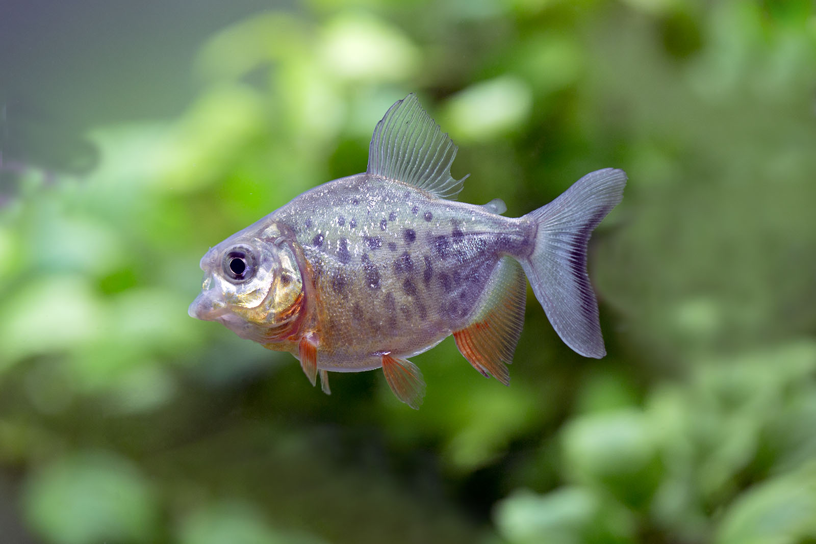 Colossoma macropomum - Black Pacu