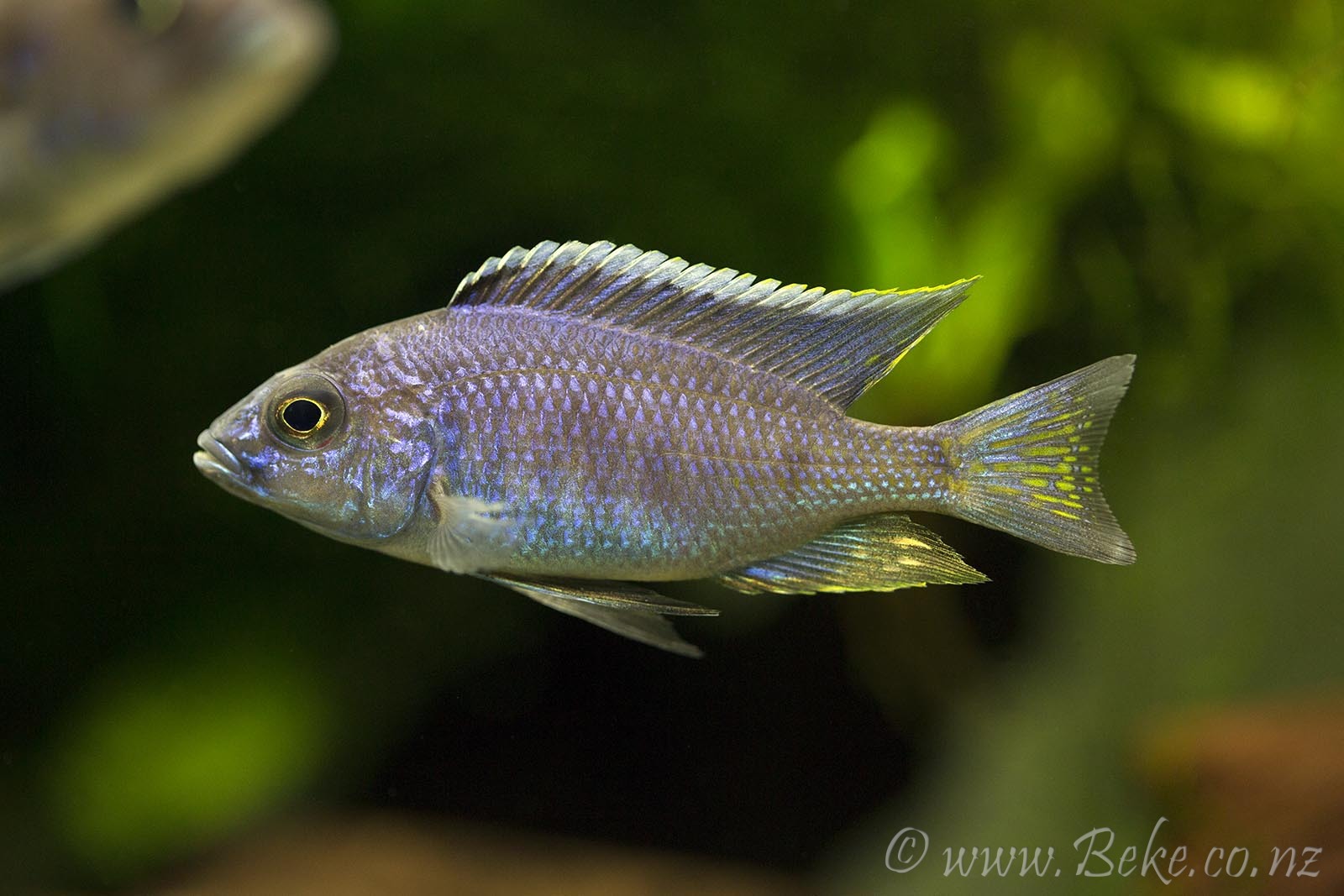 Copadichromis azureus