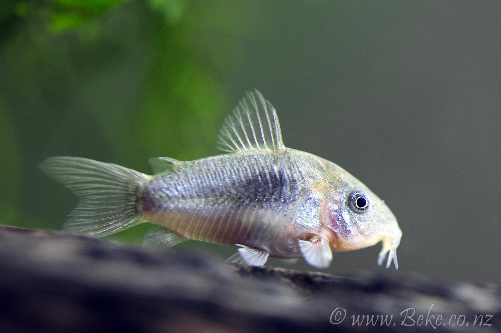 Corydoras aeneus