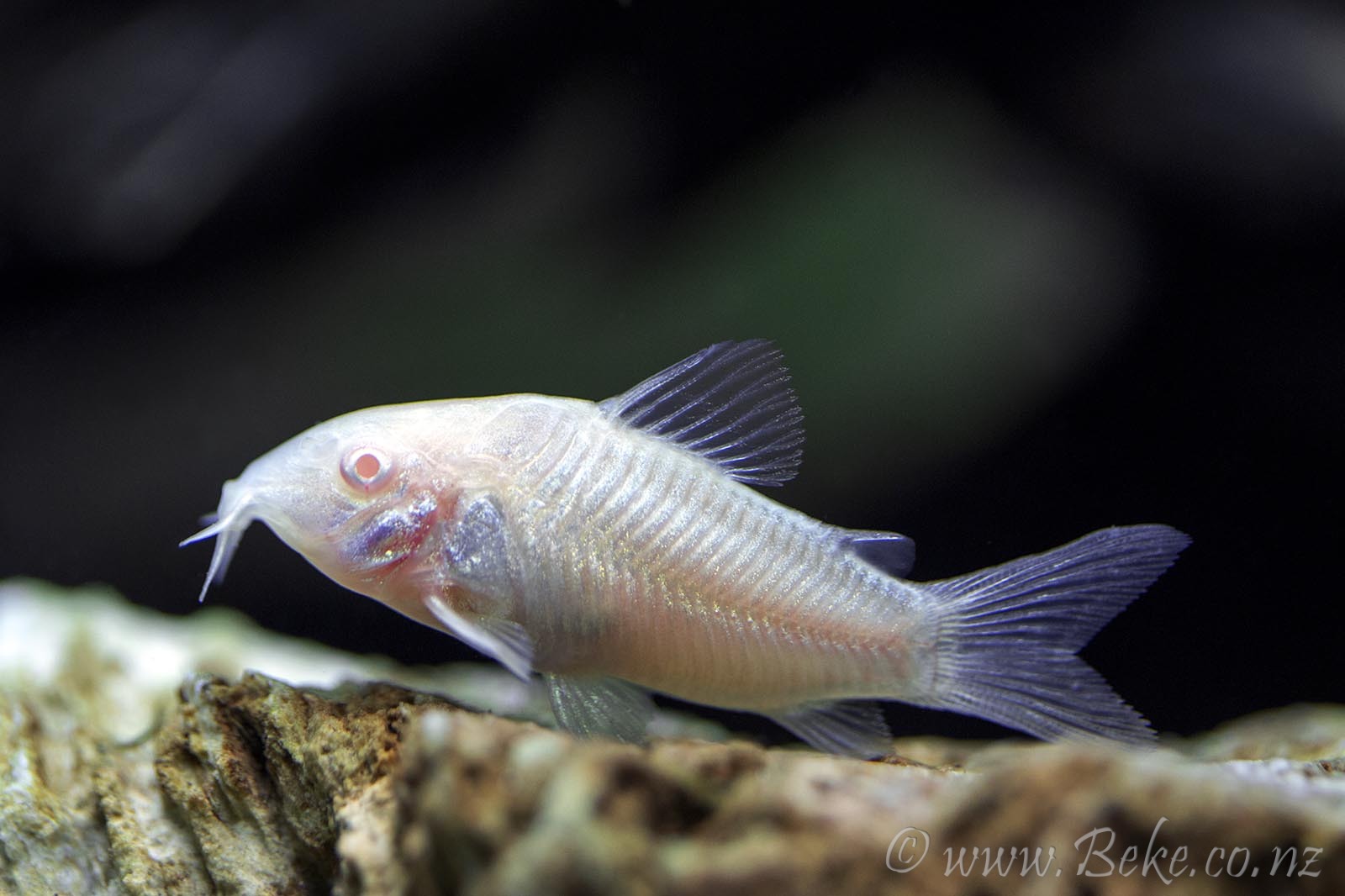 Corydoras aeneus