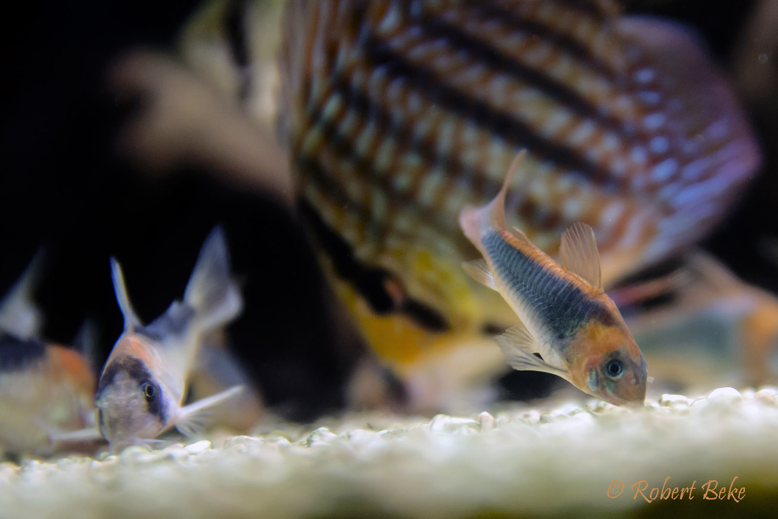 Corydoras  eques