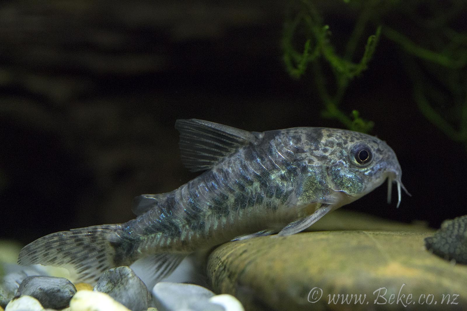 Corydoras paleatus