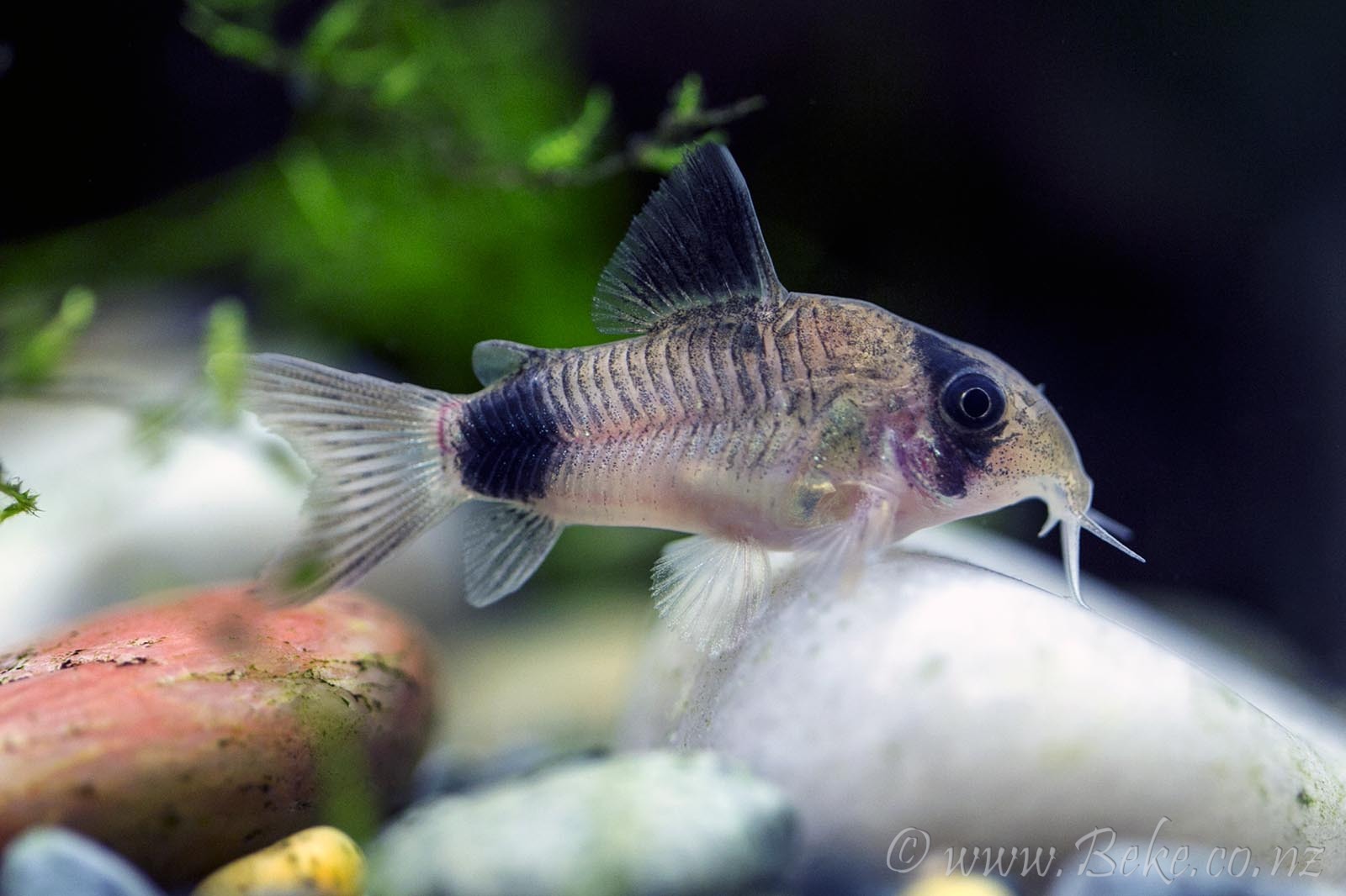 Corydoras panda