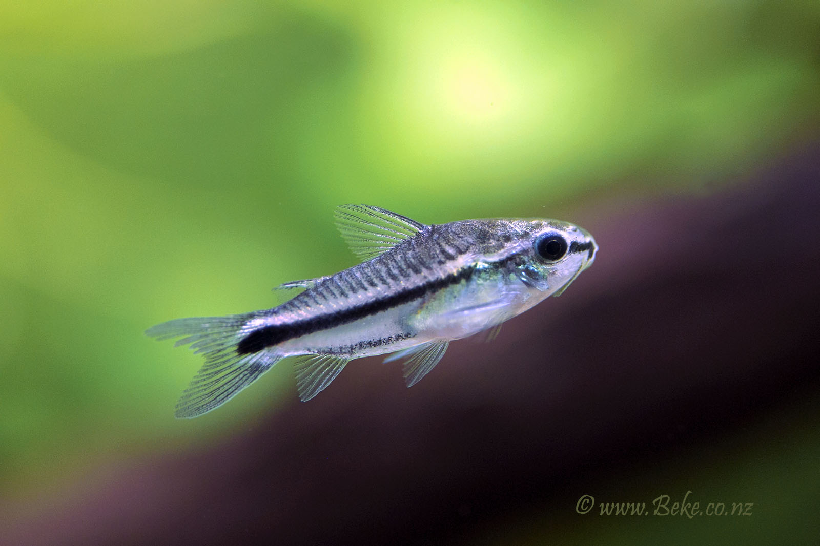 Corydoras pygmaeus