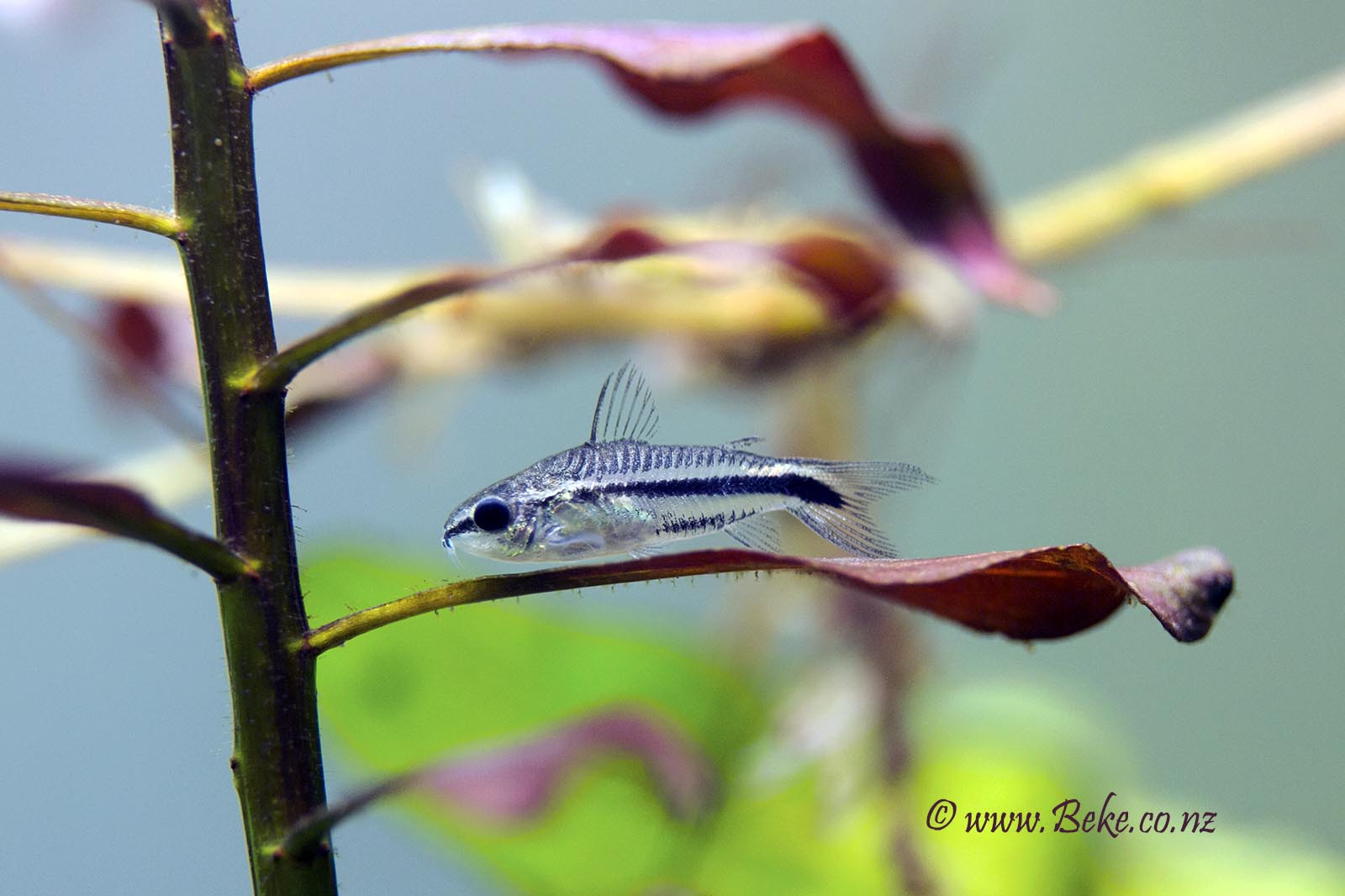 Corydoras pygmaeus