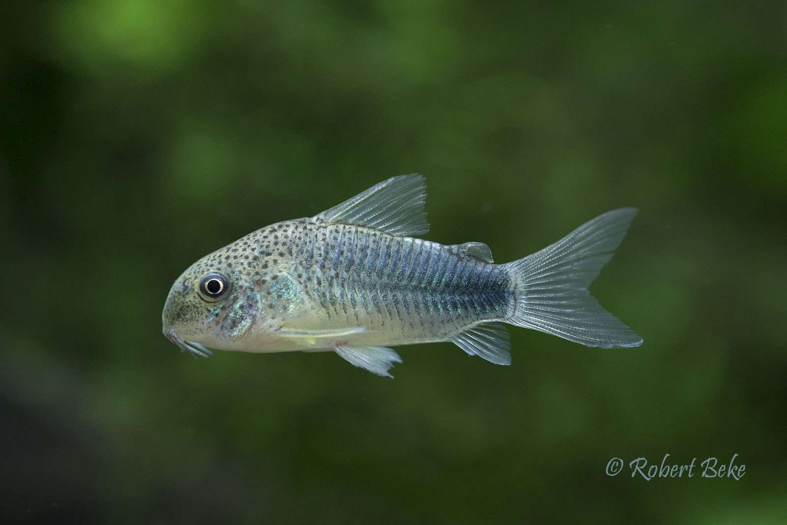 Corydoras similis