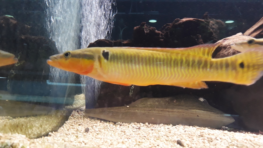 Crenicichla zebrina