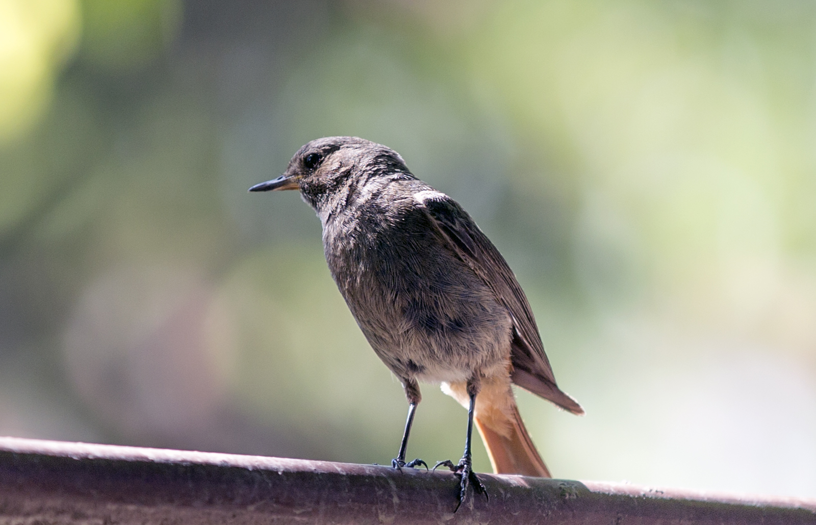 Crna crvenrepka - Phoenicurus ochruros