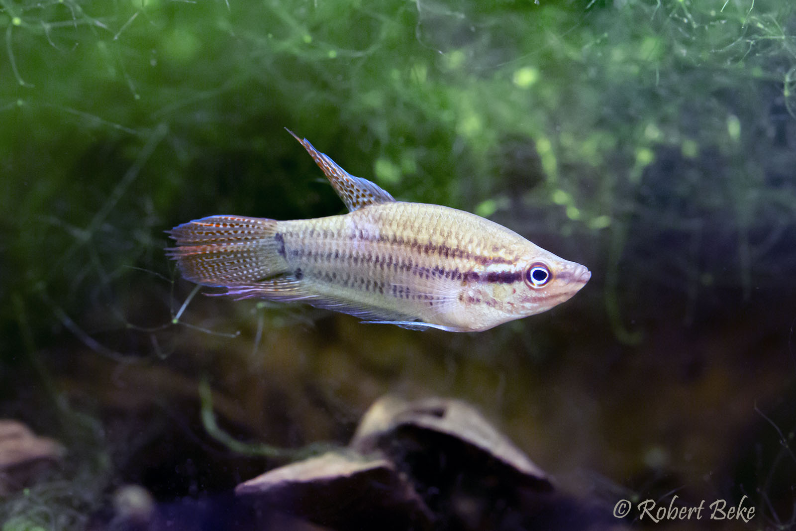 Croaking gourami - Trichopsis vittata