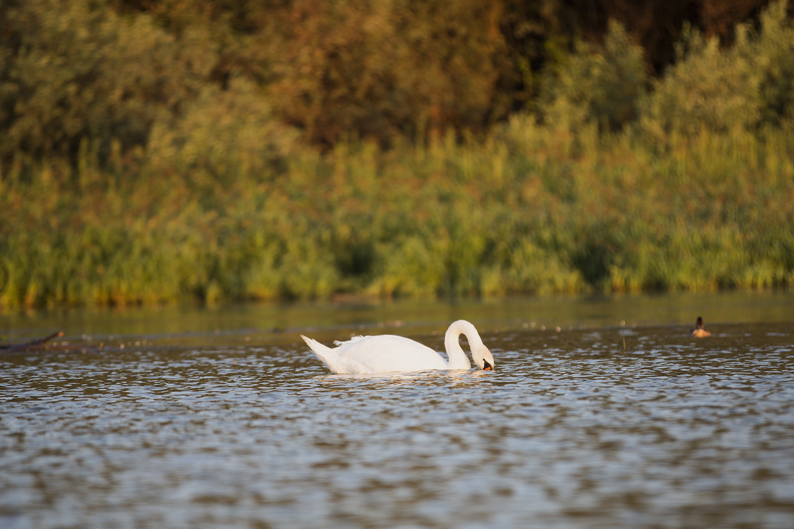 Cygnus olor - Labud grbac