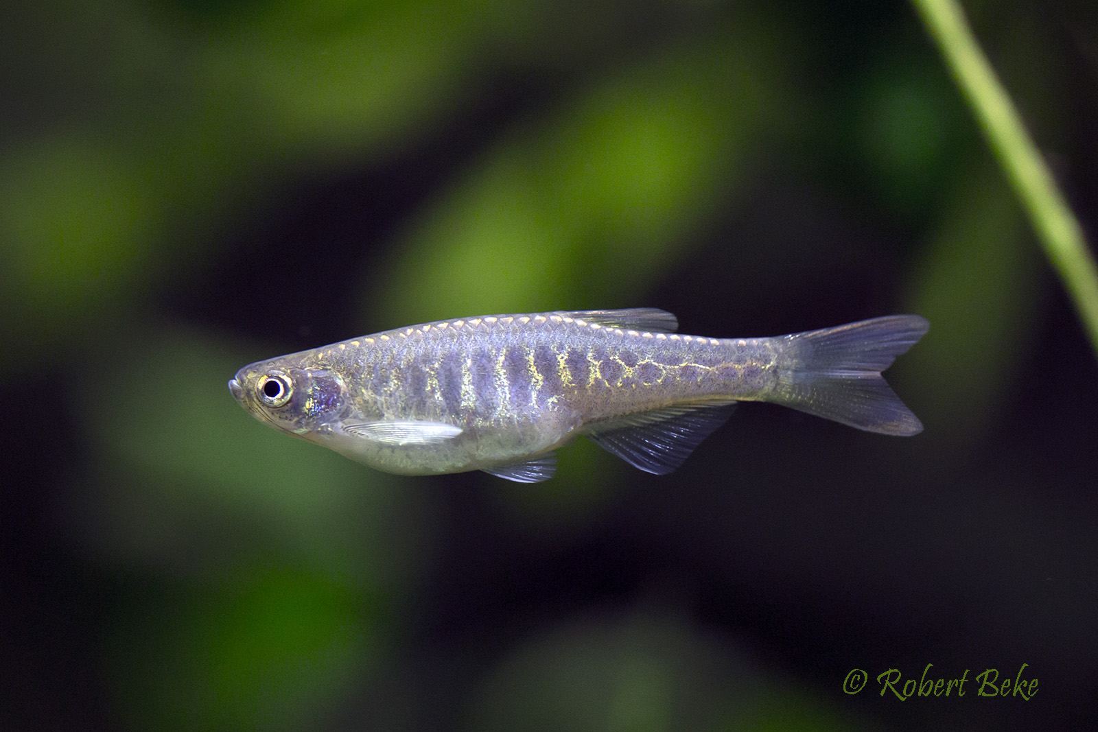 Danio aesculapii - Panther danio