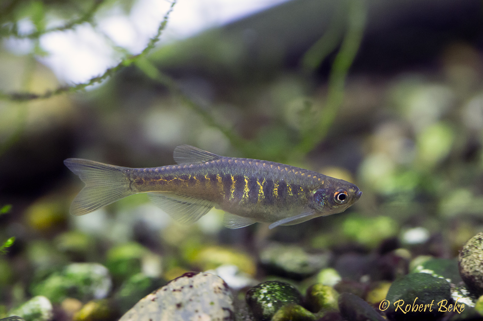 Danio aesculapii - Panther danio