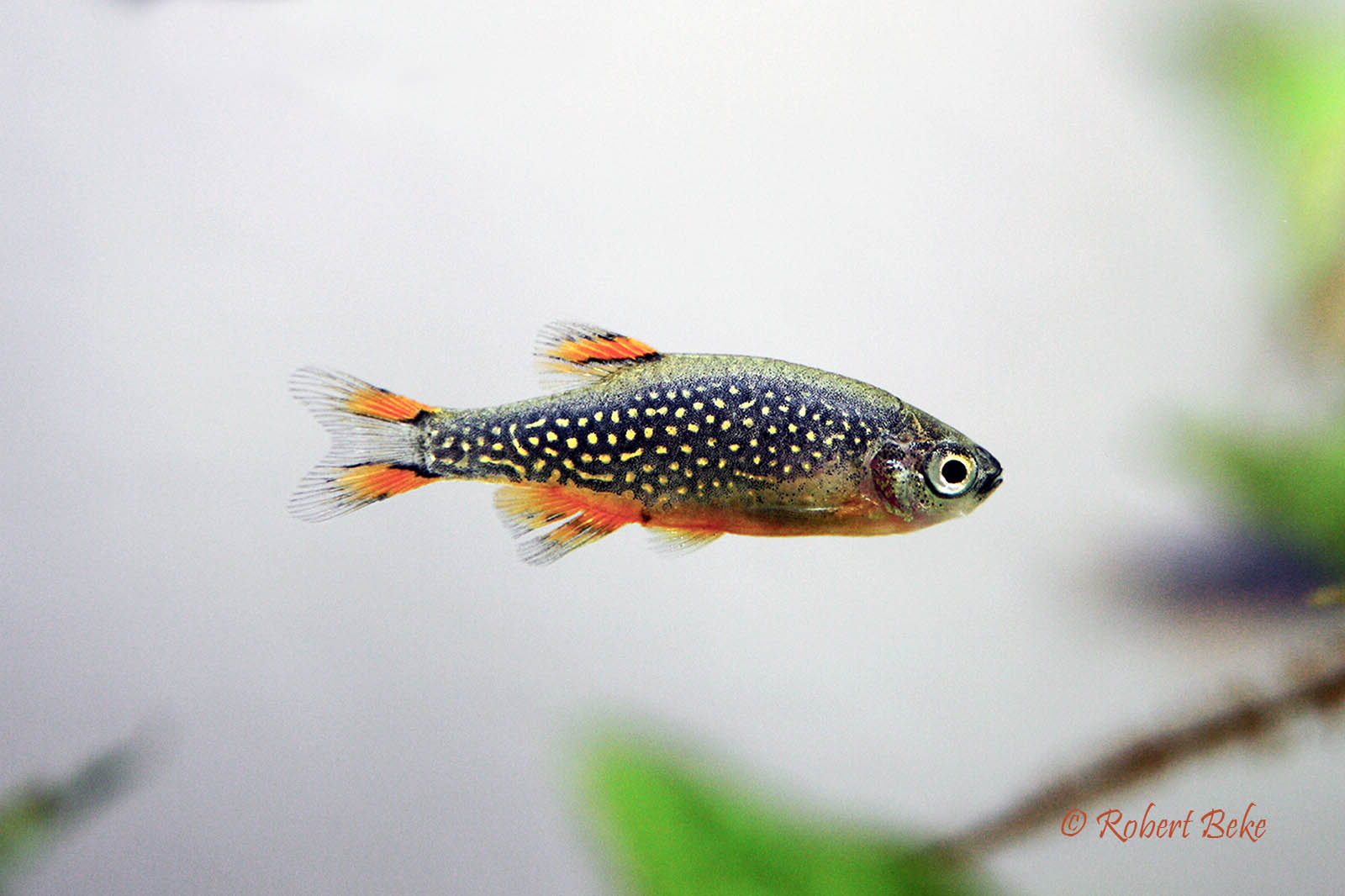 Danio margaritatus