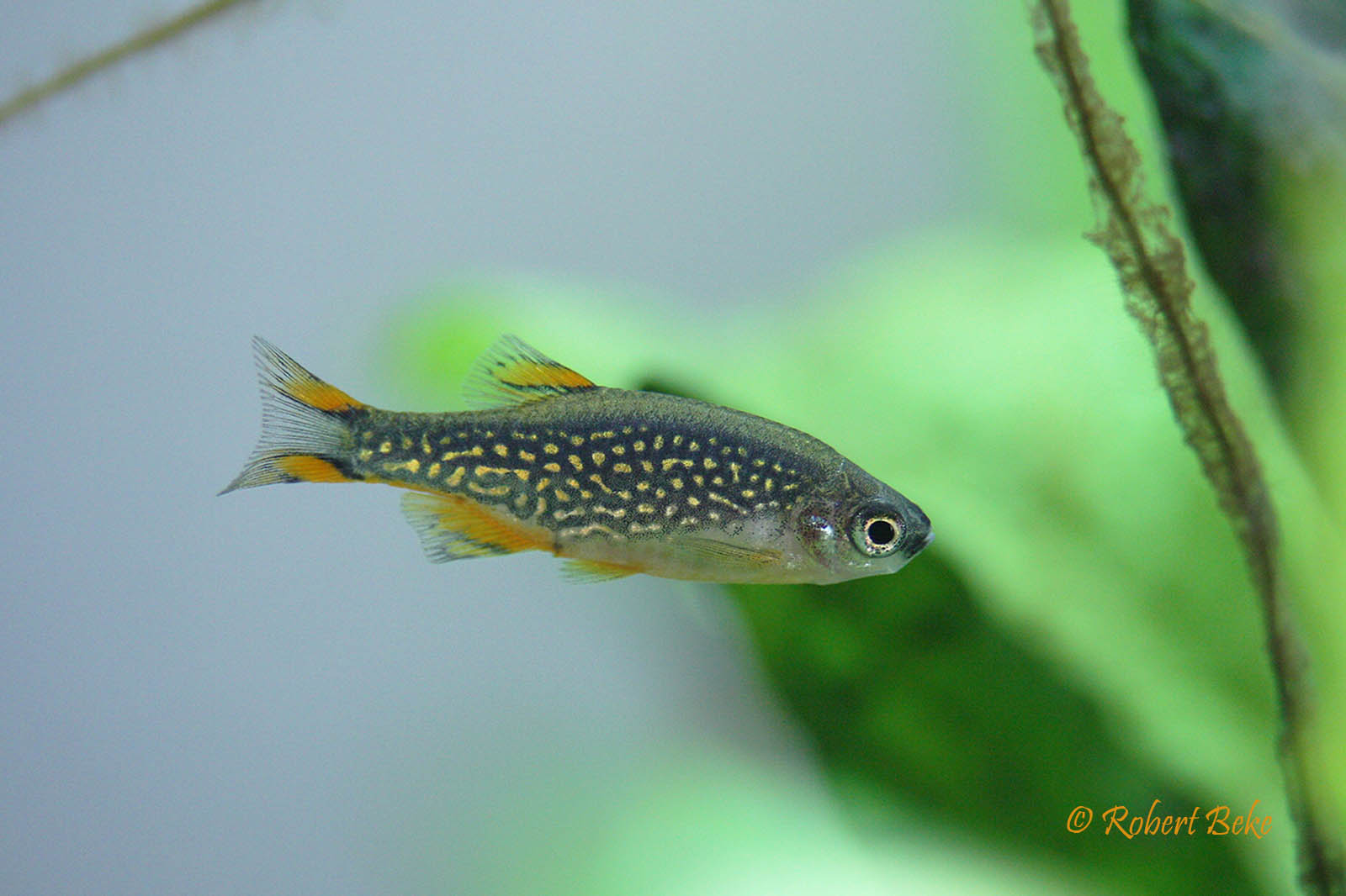 Danio margaritatus