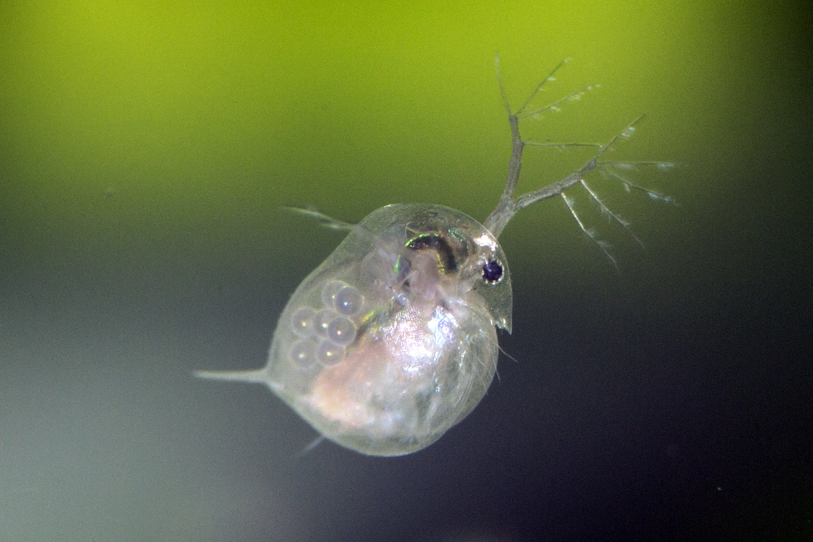 Daphnia