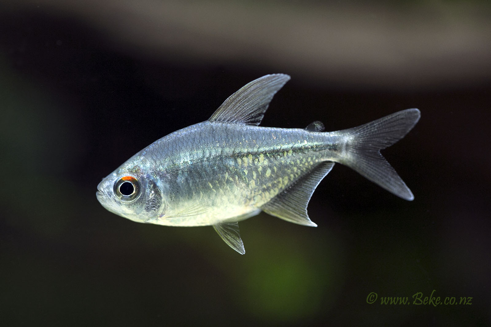 Diamond tetra