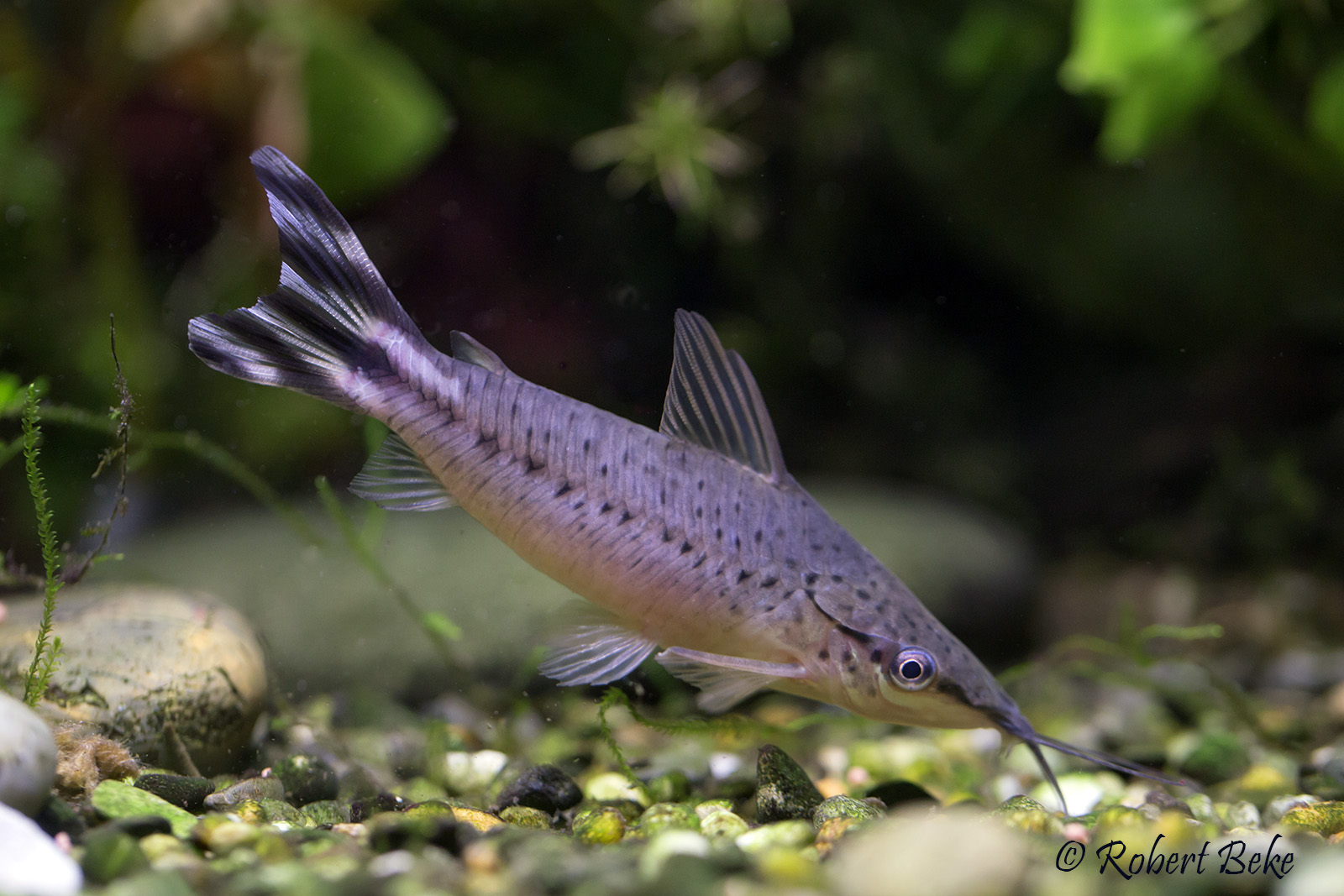 Dianema urostriatum - Flagtail catfish