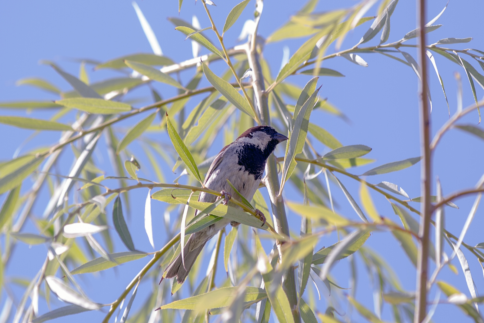 Domaci vrabac - Passer domesticus