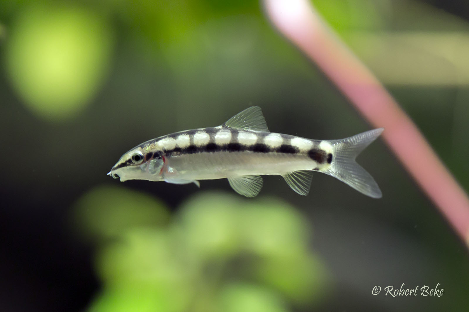 Dwarf Chain Loach