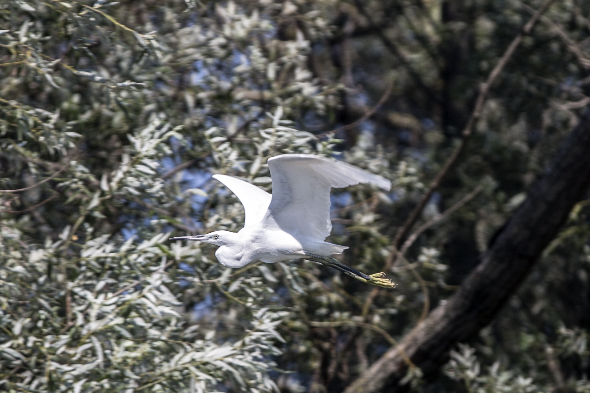 Egretta garzetta - Mala bela caplja