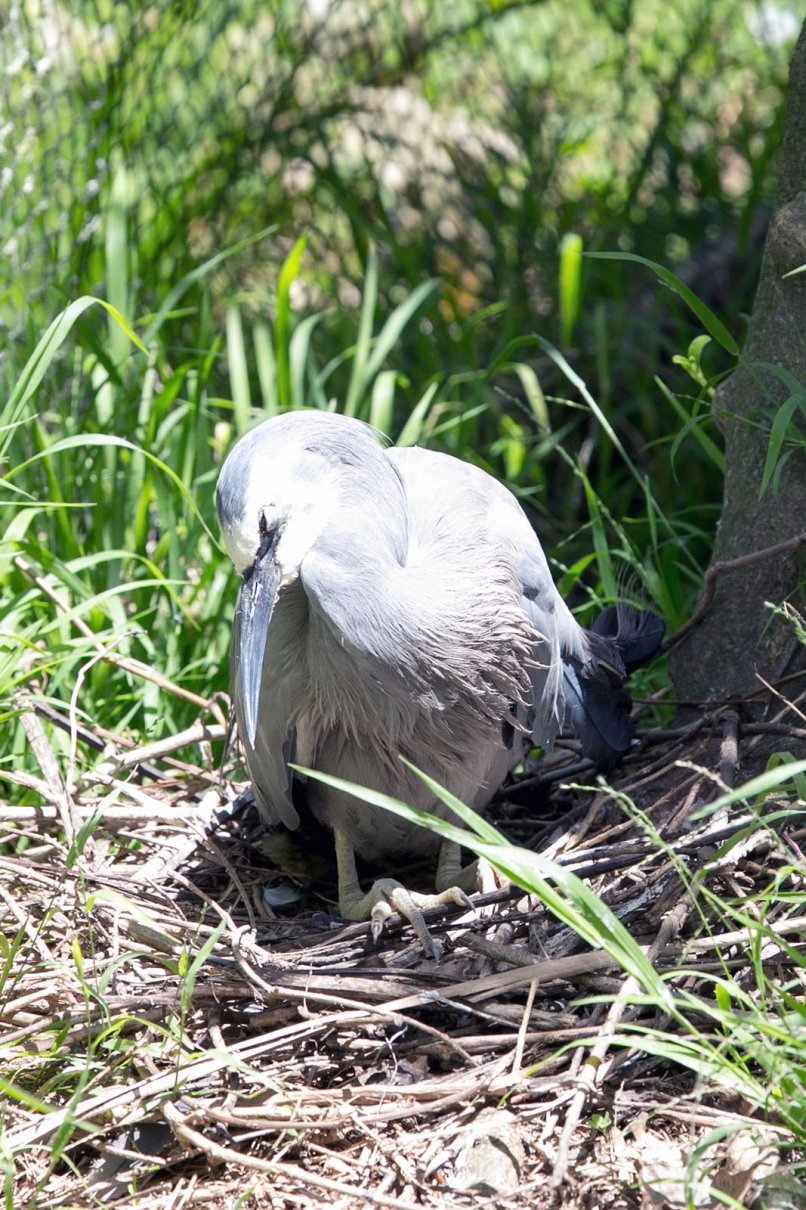 Egretta novaehollandiae