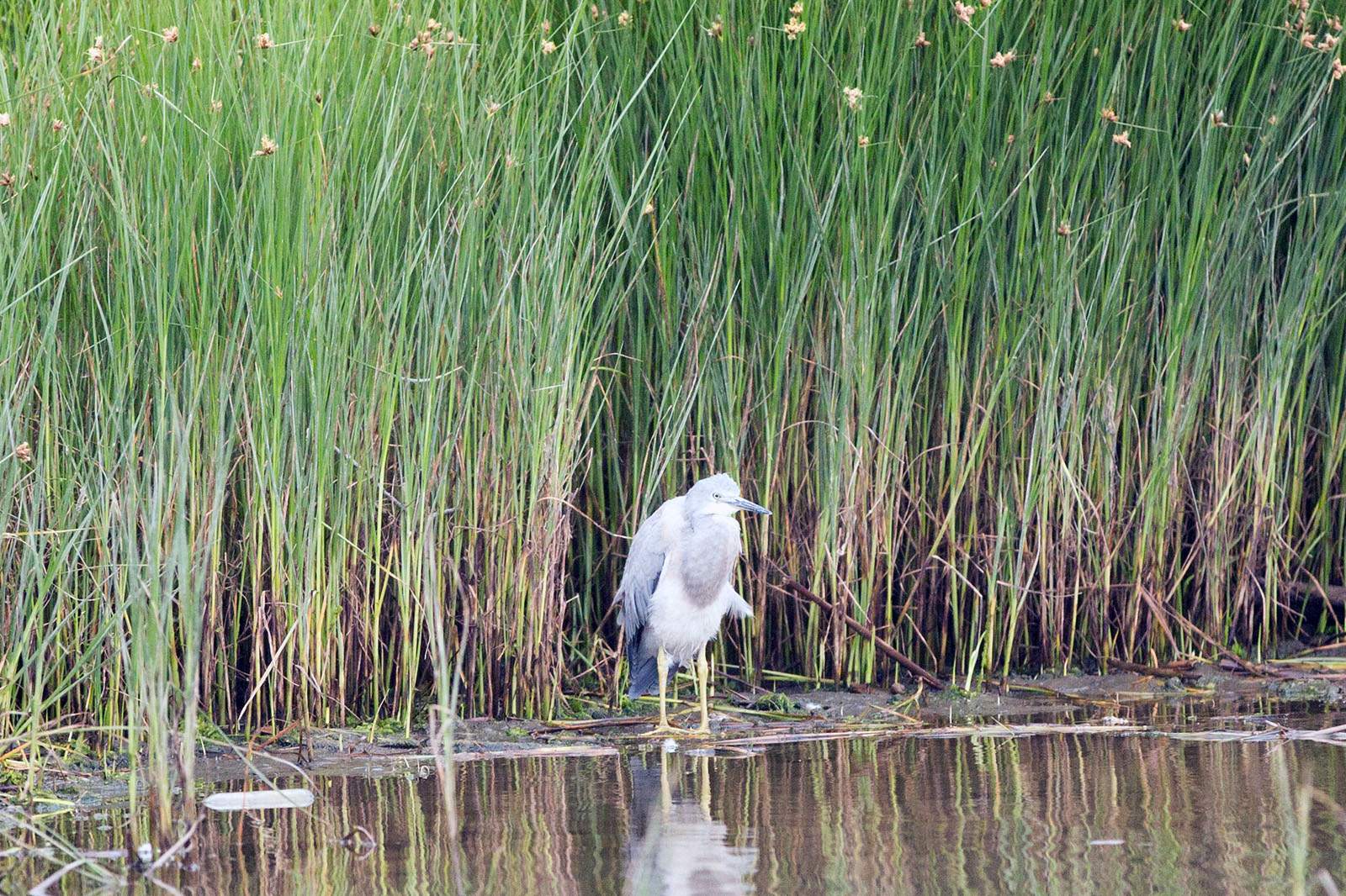 Egretta novaehollandiae