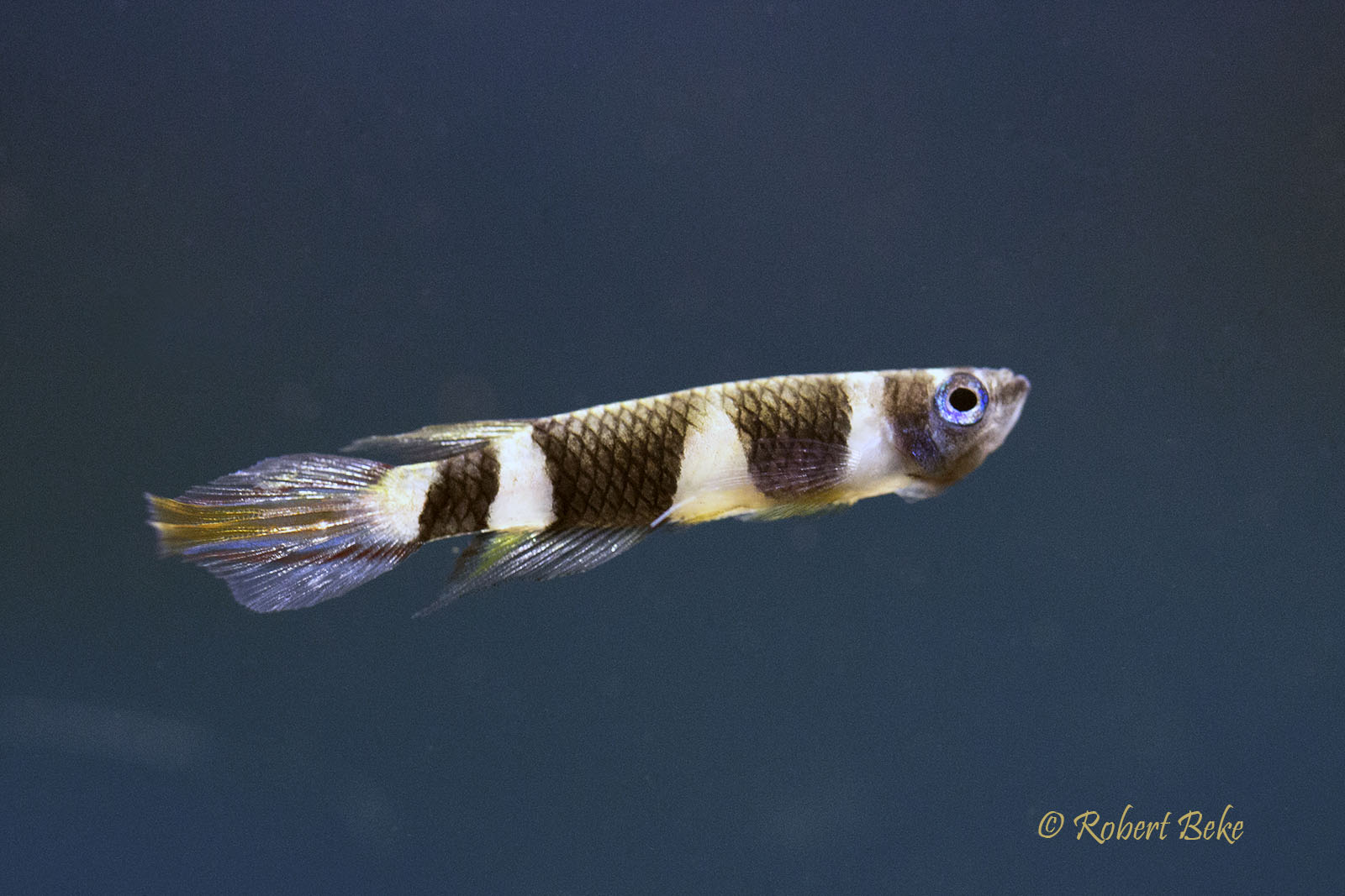 Epiplatys annulatus