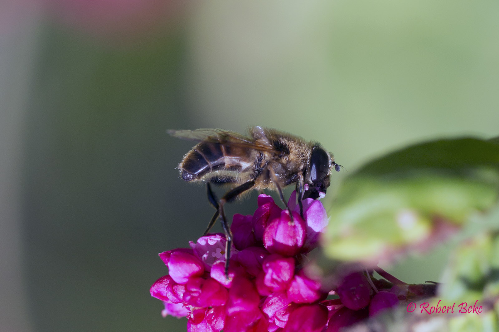 Eristalis tenax