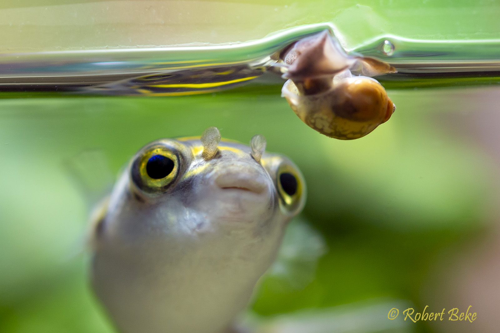 Figure 8 puffer - Dichotomyctere ocellatus