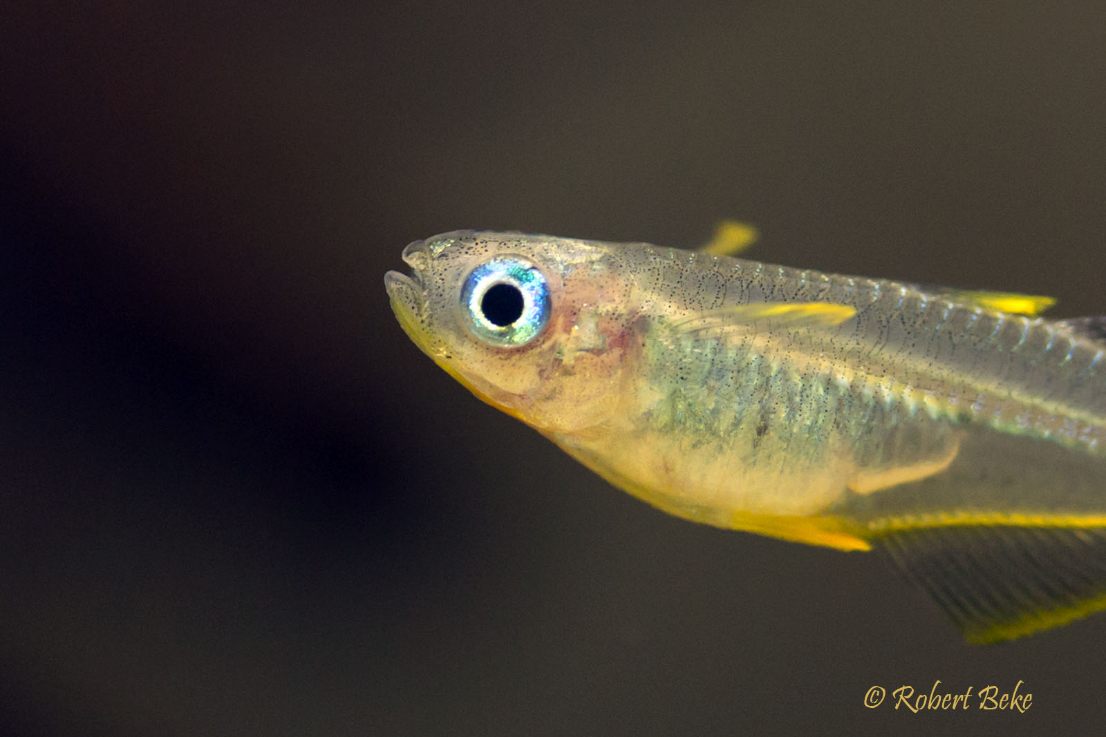 Forktail Rainbowfish