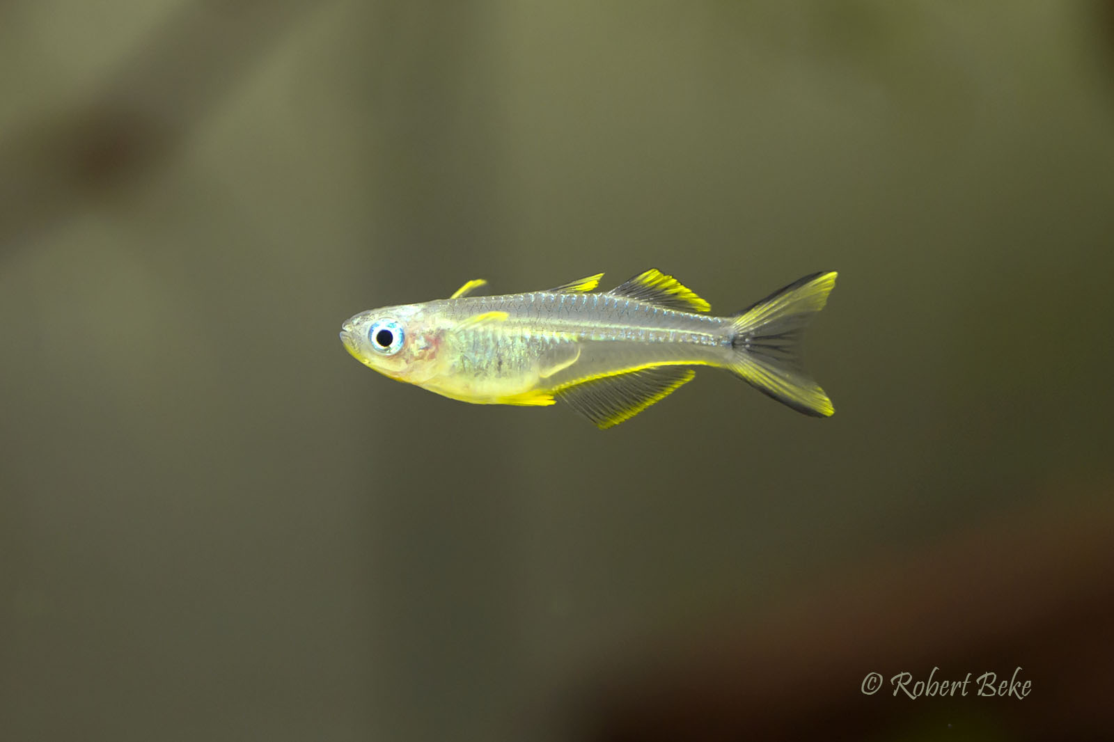 Forktail Rainbowfish