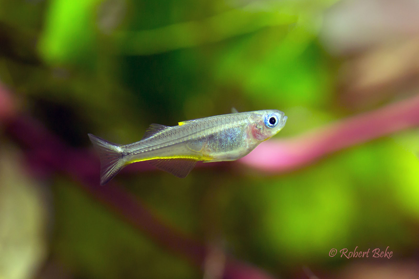 Forktail Rainbowfish