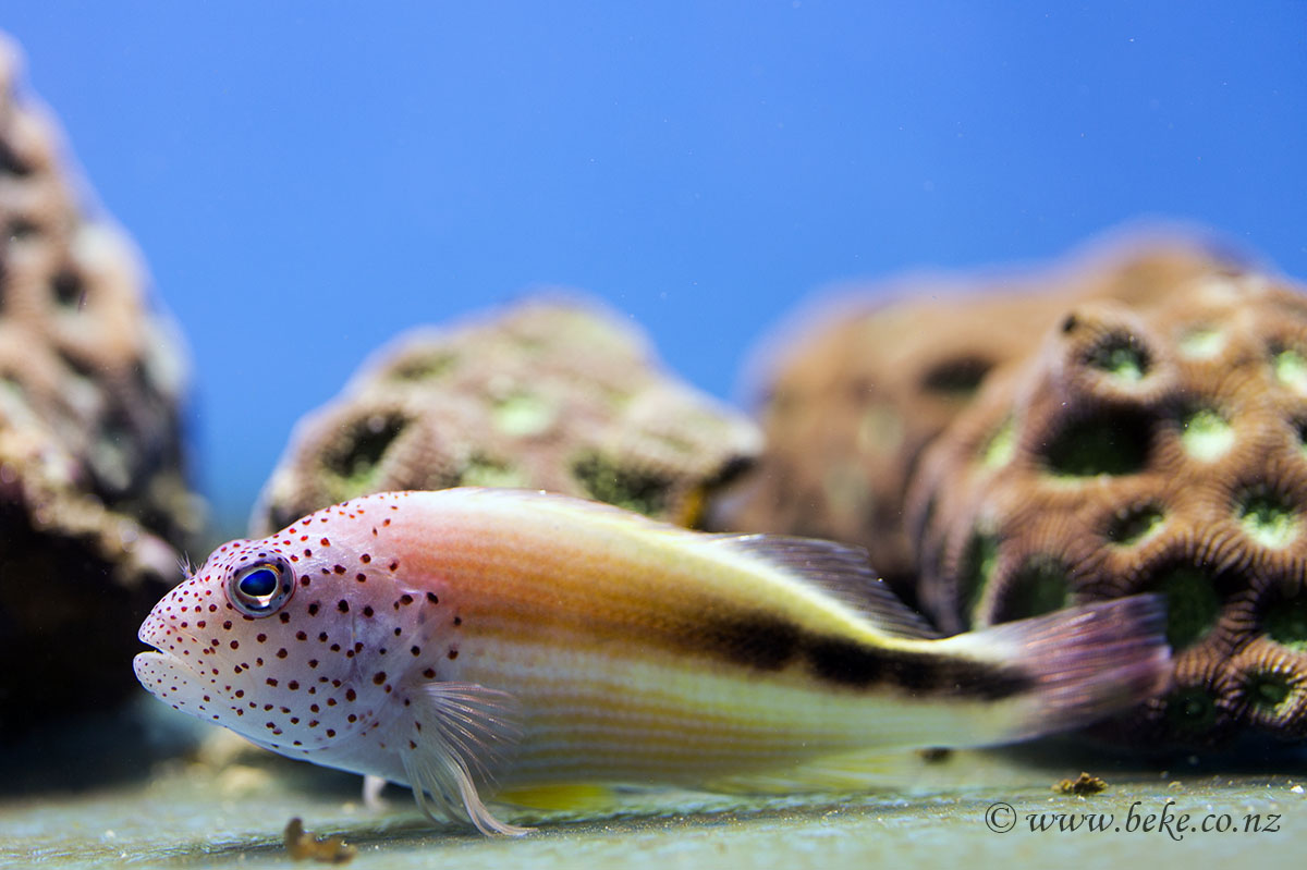 Foster's hawkfish