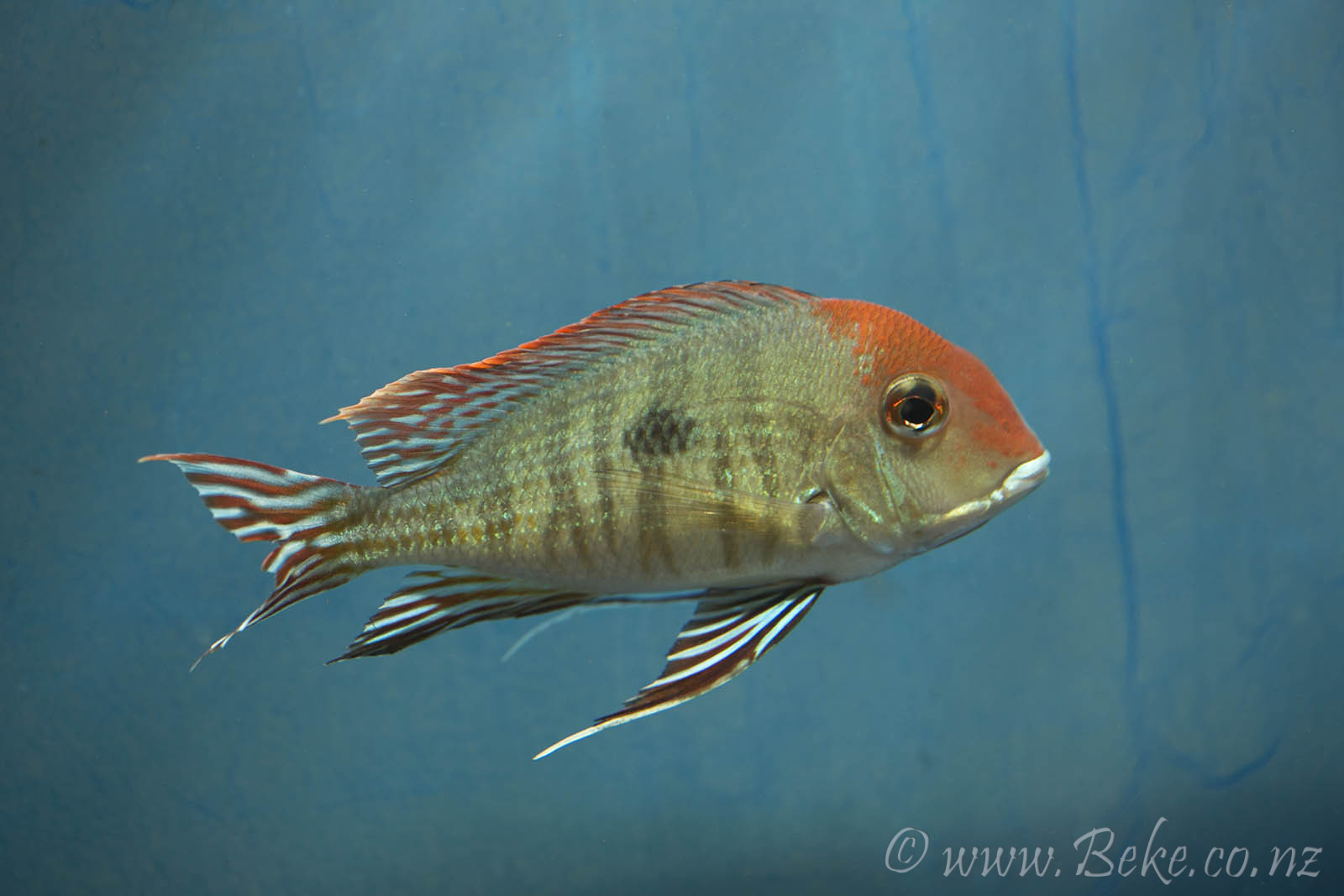 Geophagus sp