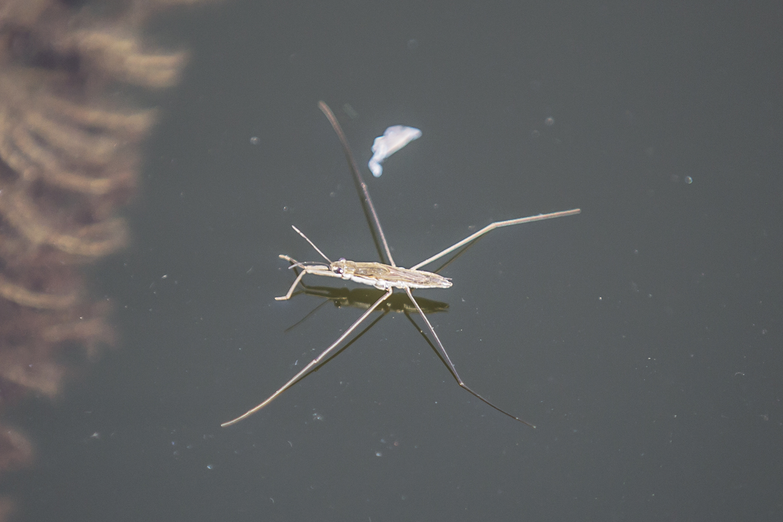 Gerridae -   Stenica gazivoda