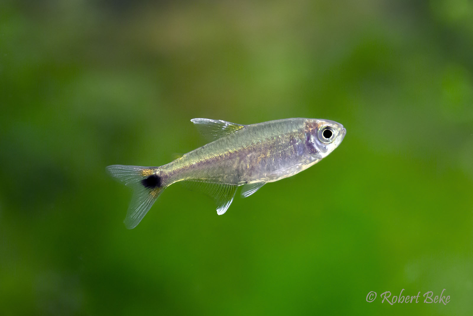 Gold tetra - Hemigrammus rodwayi