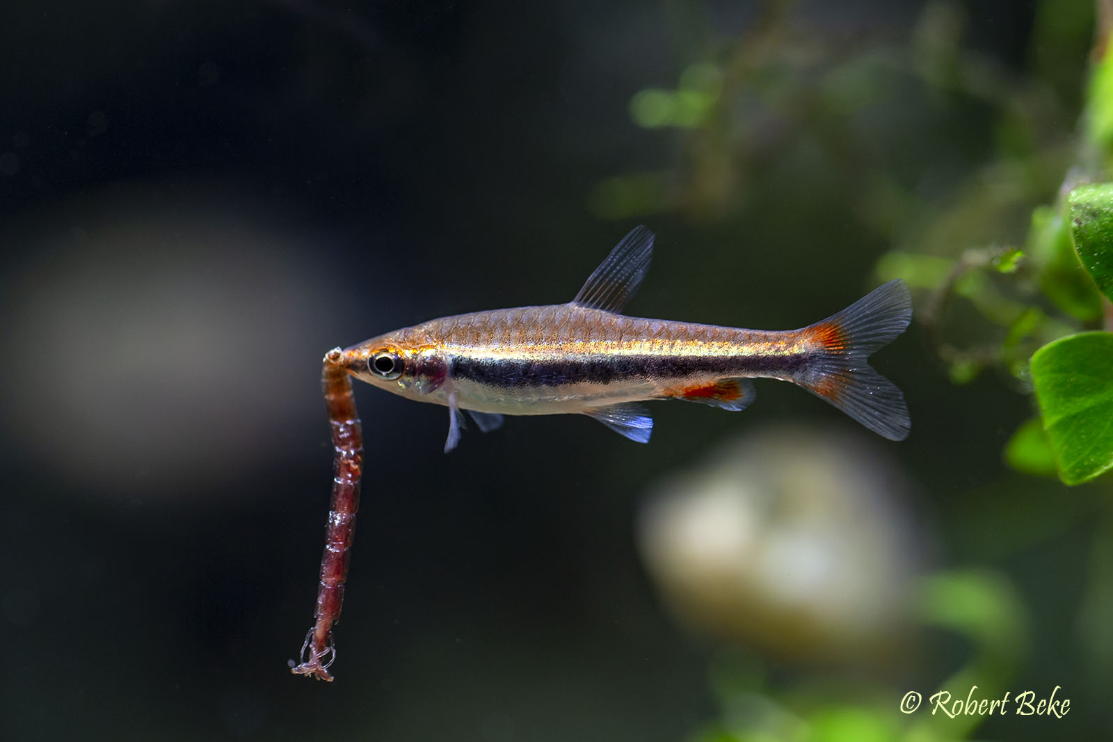 Golden Pencilfish - Nannostomus beckfordi